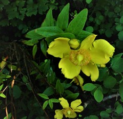 Hypericum × hidcoteense