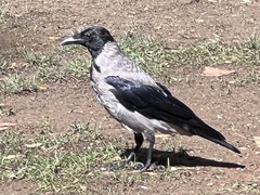 Corvus cornix