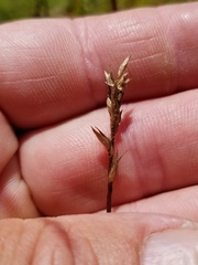Carex siccata