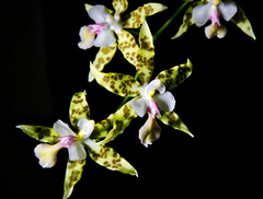 Oncidium hastatum