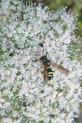 Tenthredo marginella