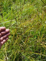 Carex siccata