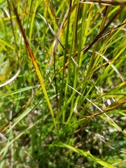 Carex siccata