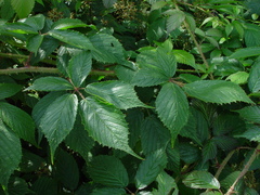 Rubus pallidus