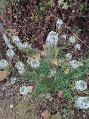 Lysimachia pentapetala