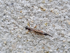 Clistopyga incitator