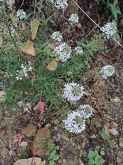 Lysimachia pentapetala