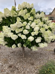Hydrangea