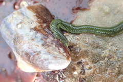 Eulalia clavigera