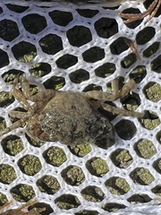 Rhithropanopeus harrisii