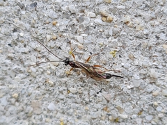 Clistopyga incitator