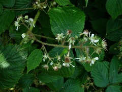 Rubus pallidus