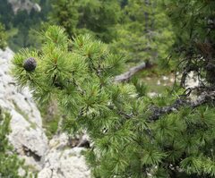 Pinus cembra