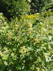 Malvaceae
