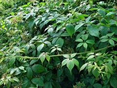 Rubus pallidus