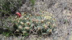 Coryphantha cornifera