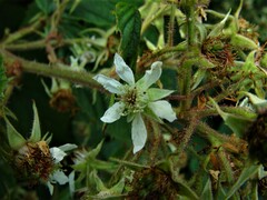 Rubus pallidus