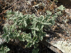 Dracocephalum pinnatum