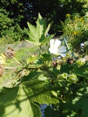 Malvaceae