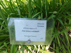 Allium nutans