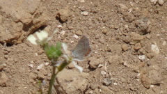 Icaricia lupini texanus