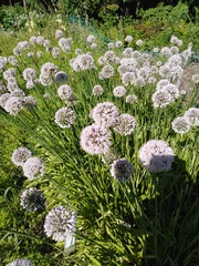 Allium nutans