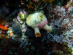 Ascidia incrassata