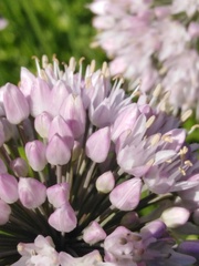 Allium nutans