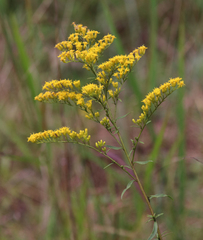 Solidago pinetorum