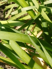 Allium nutans
