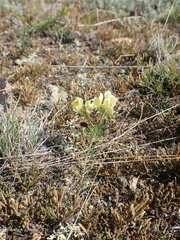 Linaria buriatica