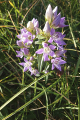 Gentianella germanica