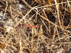 Sympetrum fonscolombii