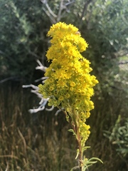 Solidago spectabilis