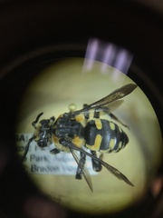 Brachymelecta interrupta