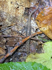 Desmognathus orestes