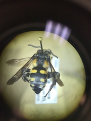 Brachymelecta interrupta