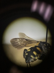 Brachymelecta interrupta