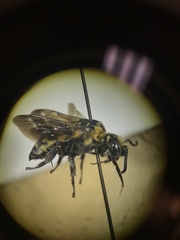 Brachymelecta interrupta