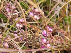 Colletes succinctus
