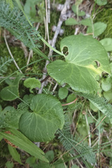Soldanella montana