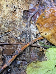 Desmognathus orestes