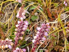 Colletes succinctus