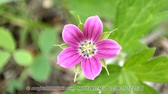 Geranium nepalense