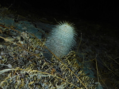 Mammillaria dixanthocentron