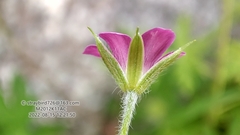 Geranium nepalense