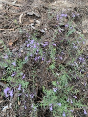 Hedeoma hyssopifolia