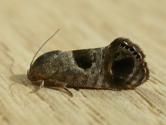 Eupselia beatella