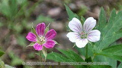 Geranium nepalense