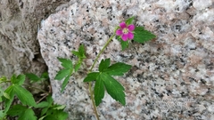 Geranium nepalense